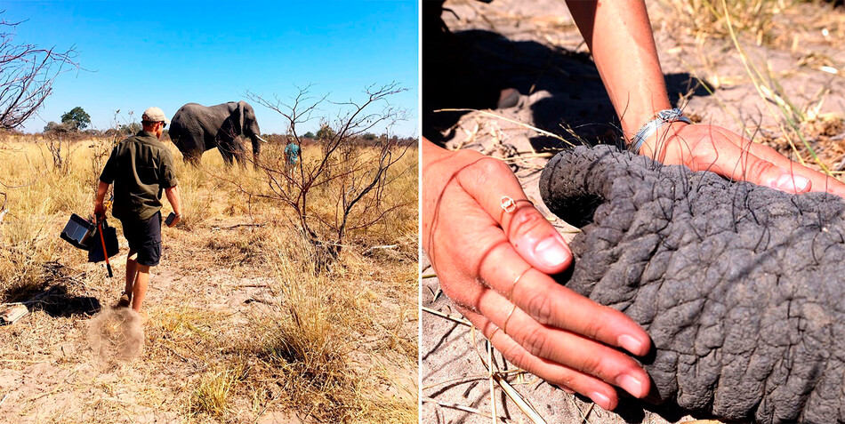 Принц Гарри принимает участие по установке отслеживающих устройств для спасения слонов от браконьерства в рамках благотворительной организации «Слоны без границ» — «Elephants without Borders» (EWB) 12 августа 2019 г., Африка