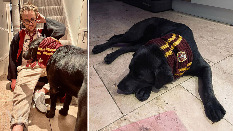 Halloween 2021 Best Celebrity Costumes Том Фелтон и его собака наряжаются в цвета Гриффиндора