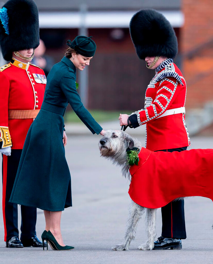 Кэтрин, герцогиня Кембриджская, представляет ирландского волкодава «Турлоу Мор» (он же Шеймус), полкового талисмана ирландской гвардии, веточкой трилистника во время ежегодного парада в честь Дня Святого Патрика в казармах Монс 17 марта 2022 года в Олдершоте, Англия