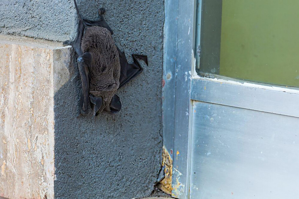 Nathusius pipistrelle летучая мышь в замке Балморал, Шотландия