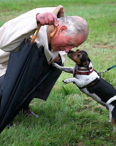 Терьеры вместо корги: король Карл III задаёт моду на новую породу собак
