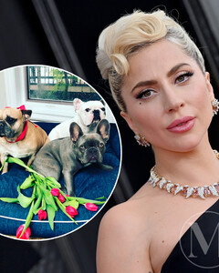 Наглость — второе счастье! На Леди Гагу подала в суд соучастница кражи её любимых собак