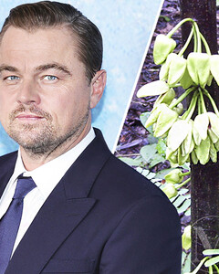 «Я спросил у дерева»: в честь Леонардо Ди Каприо назвали тропическое растение