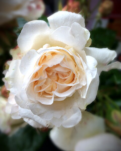 Как Rolls-Royce вывел уникальный сорт роз и воплотил их в фарфоре