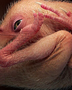 В Китае обнаружили эмбрион летающего динозавра возрастом 72 миллиона лет