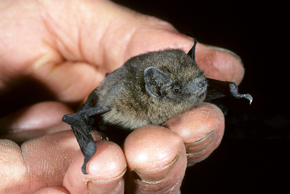 Nathusius pipistrelle летучая мышь Летучая мышь Nathusius pipistrelle Pipistrellus nathusii в руке исследователя