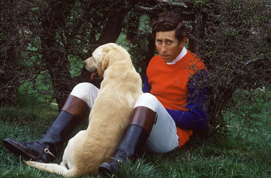 Чарльз Лабрадор Собака на охоте